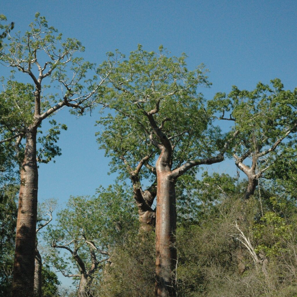 baobab kokoa park ankasy