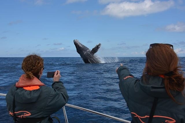 baleine whatching tulear ankasy