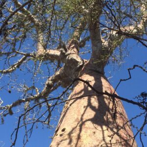 kokoa park baobab