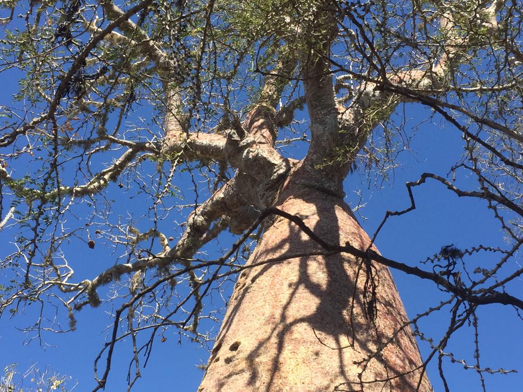 kokoa park baobab